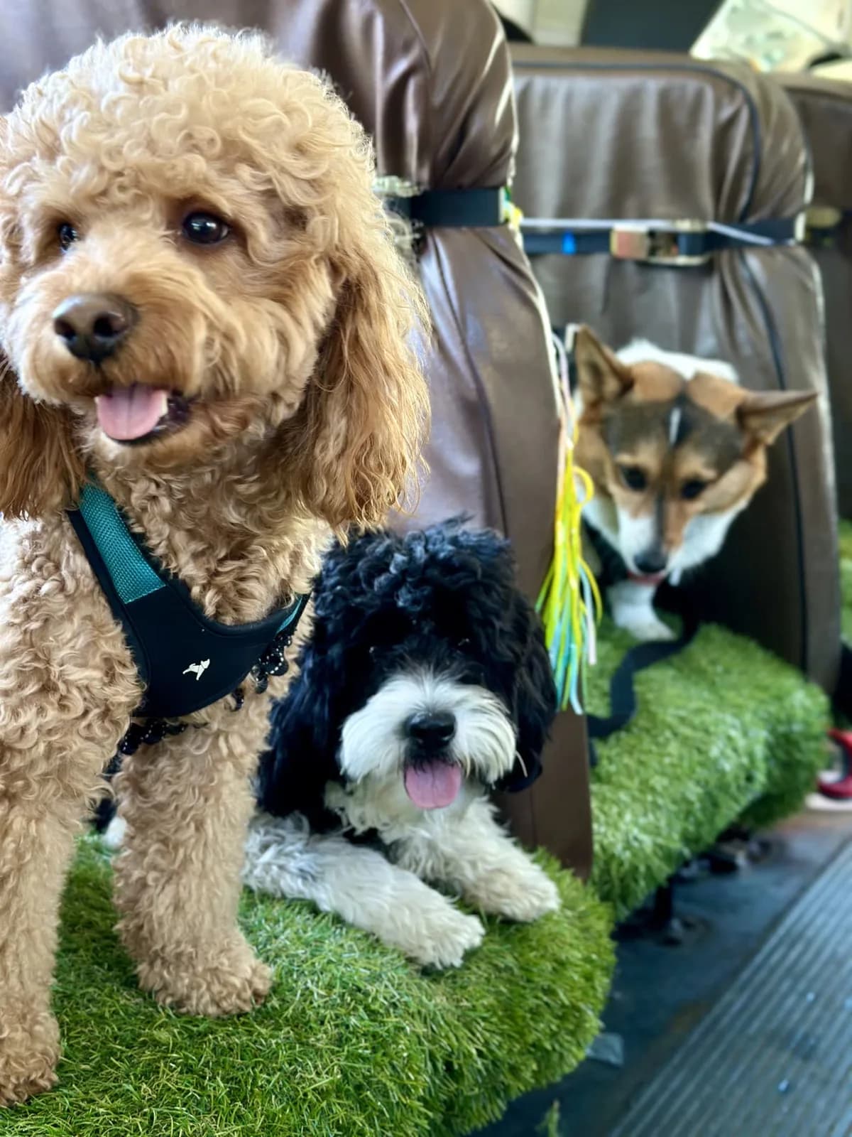 Brooklyn dog camp day photo from Woof & Move doggy bus 29