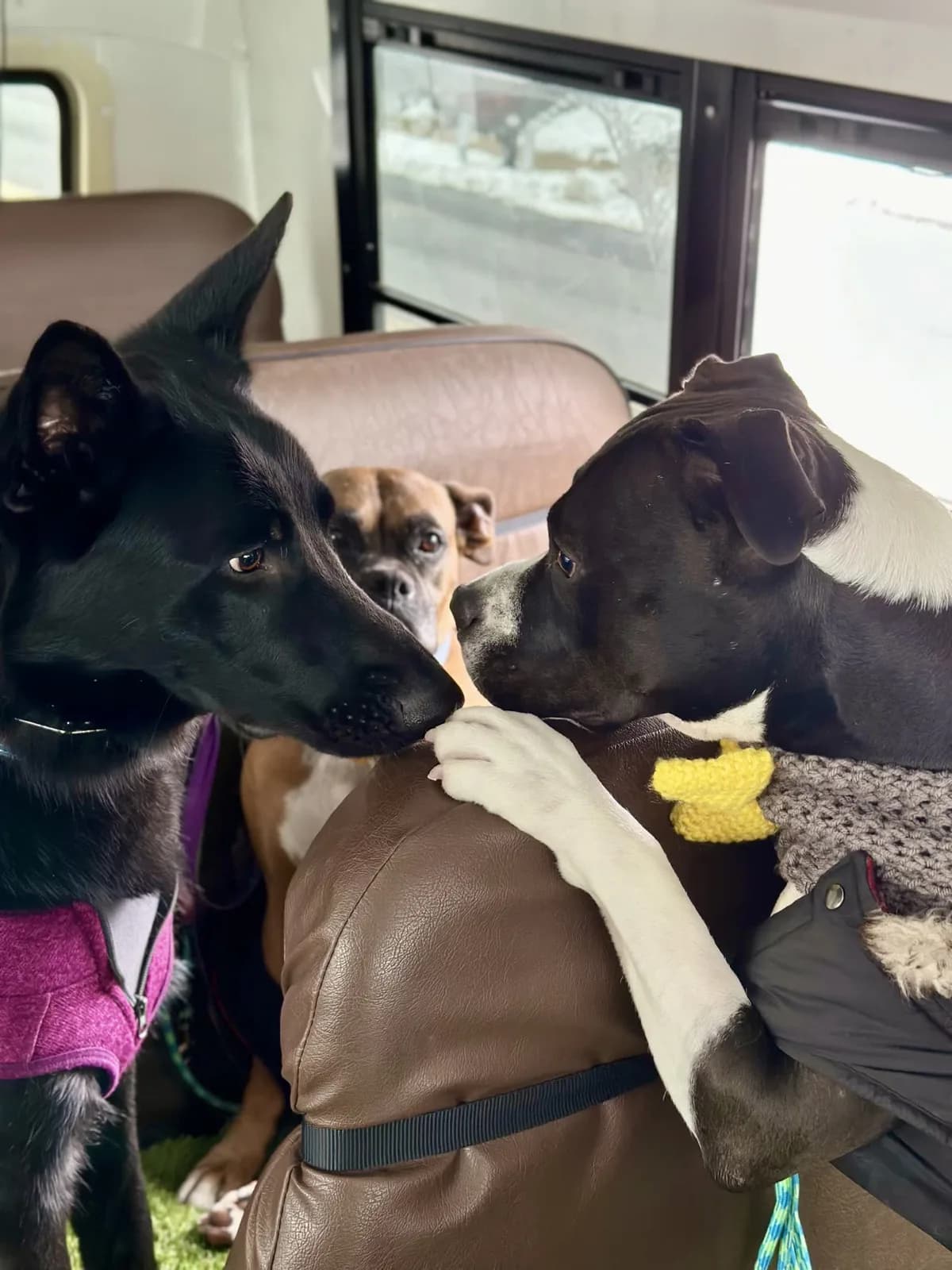 Brooklyn dog camp day photo from Woof & Move doggy bus 172