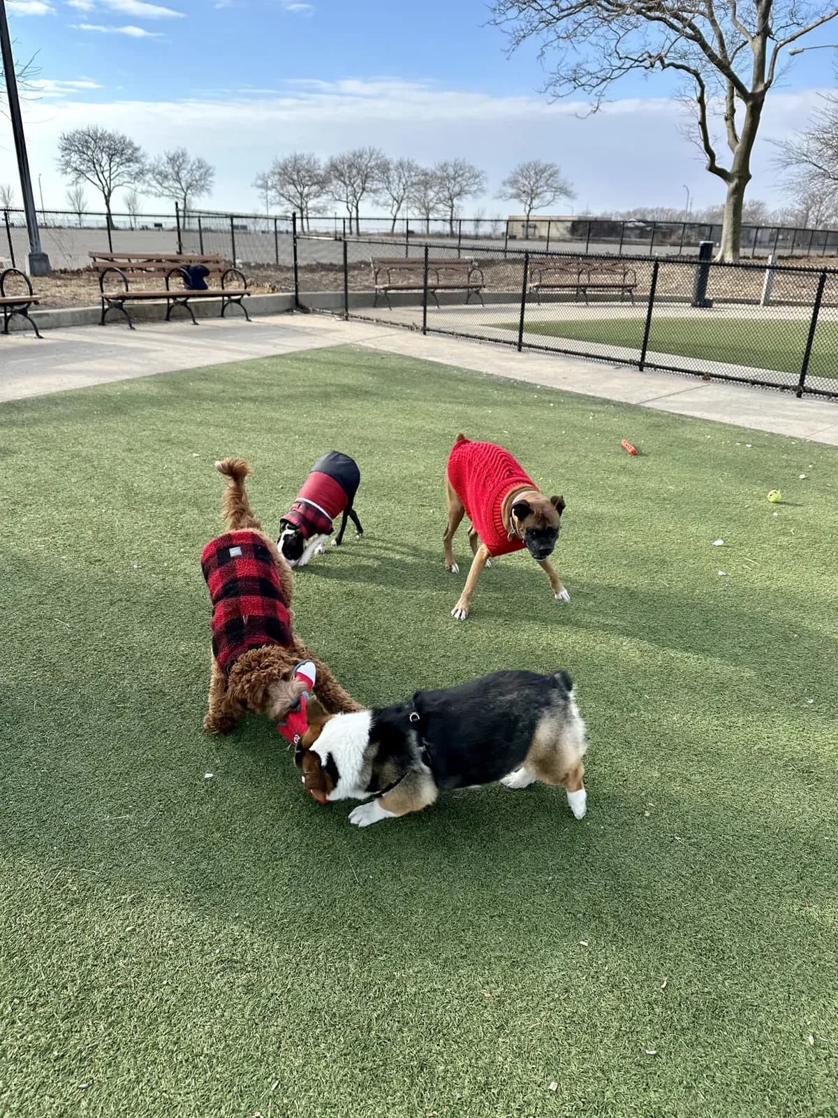 Brooklyn dog camp day photo from Woof & Move doggy bus 145