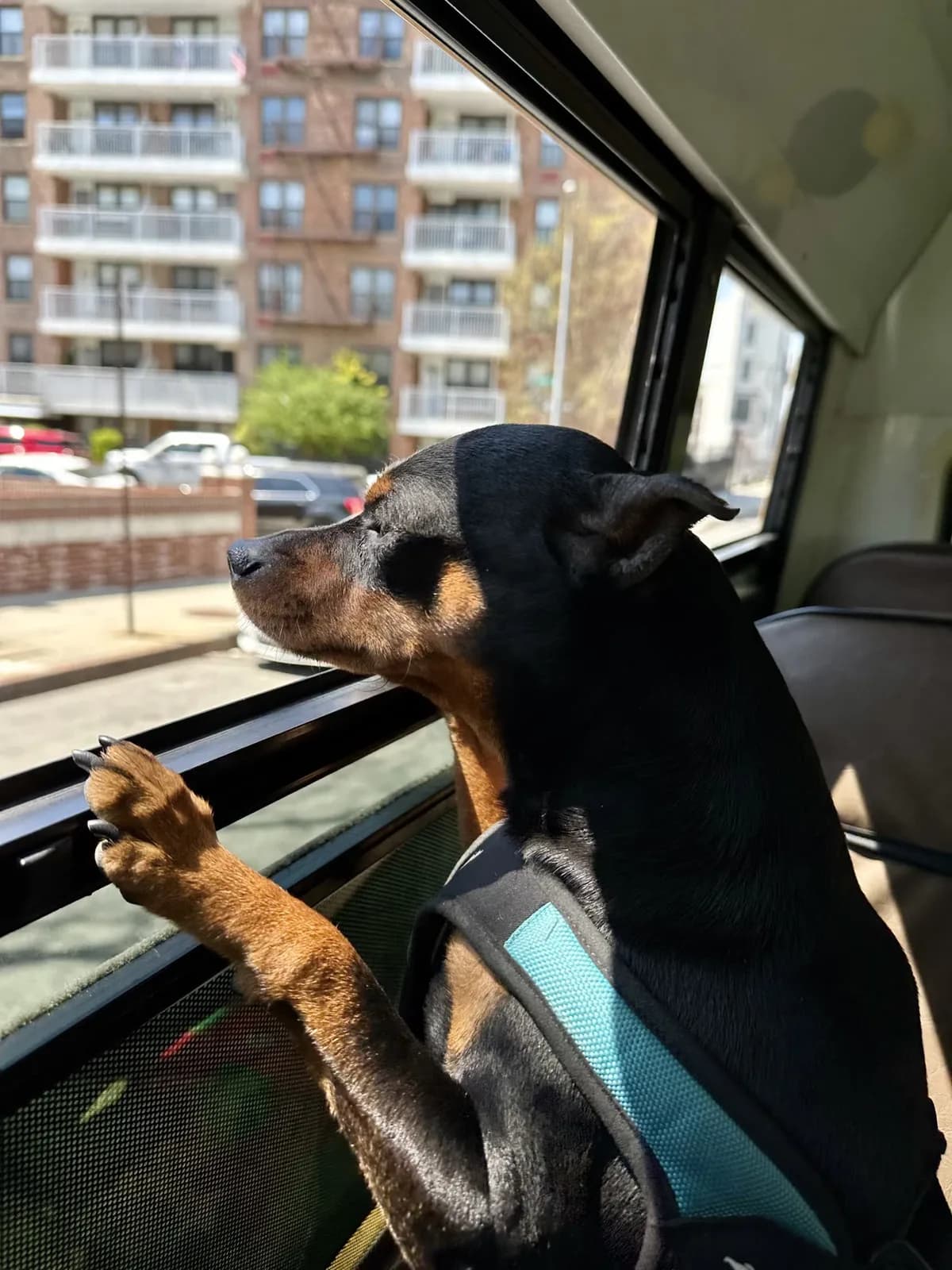 Brooklyn dog camp day photo from Woof & Move doggy bus 60