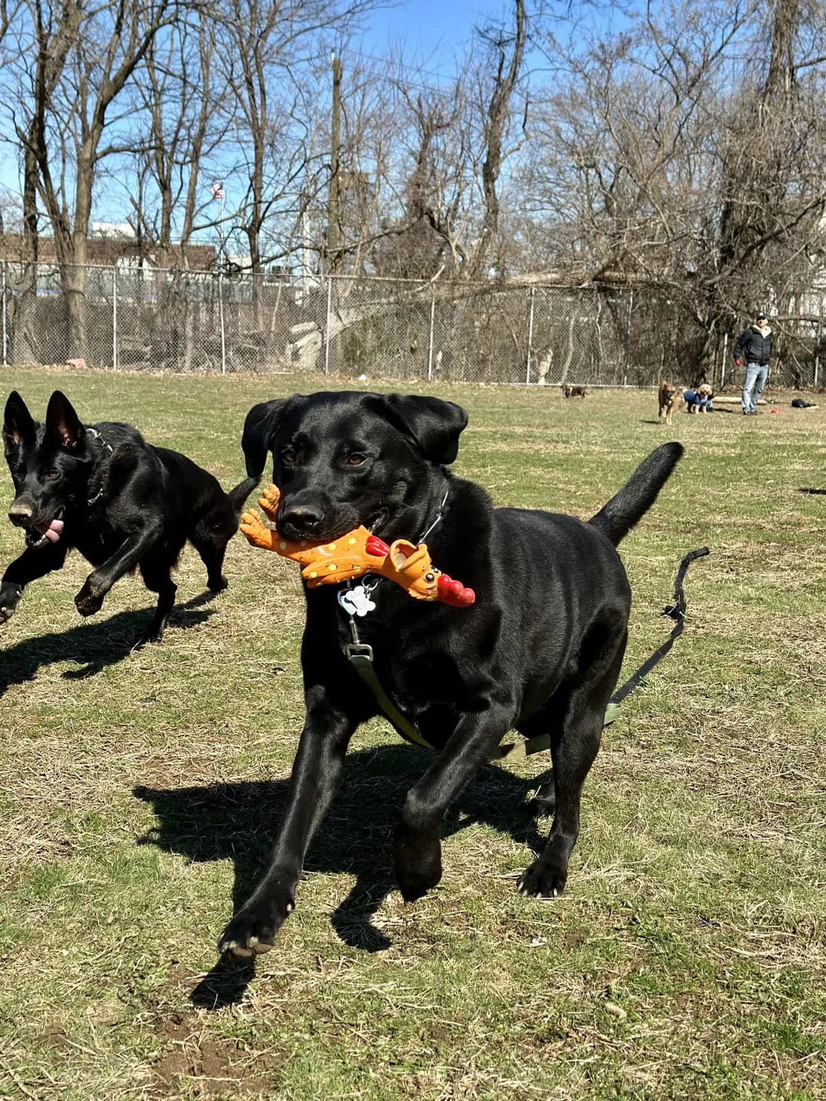 Brooklyn dog camp day photo from Woof & Move doggy bus 13