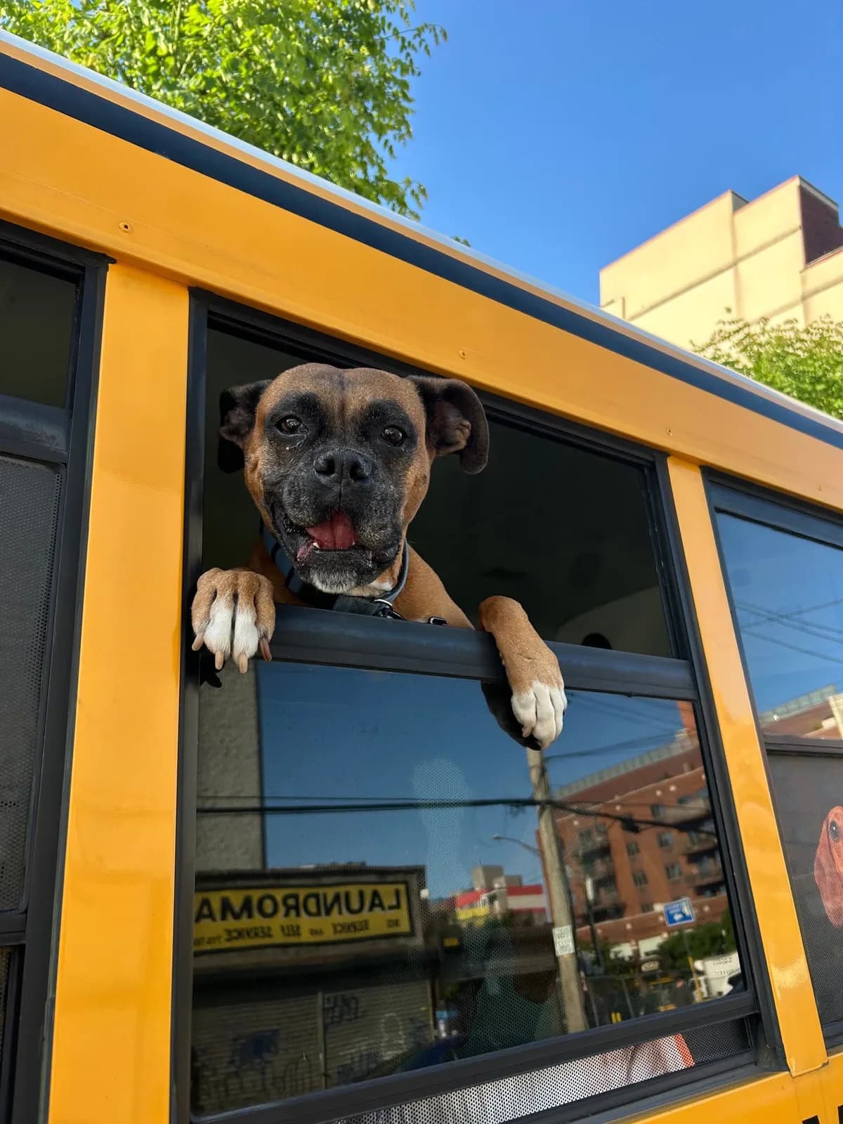 Brooklyn dog camp day photo from Woof & Move doggy bus 1