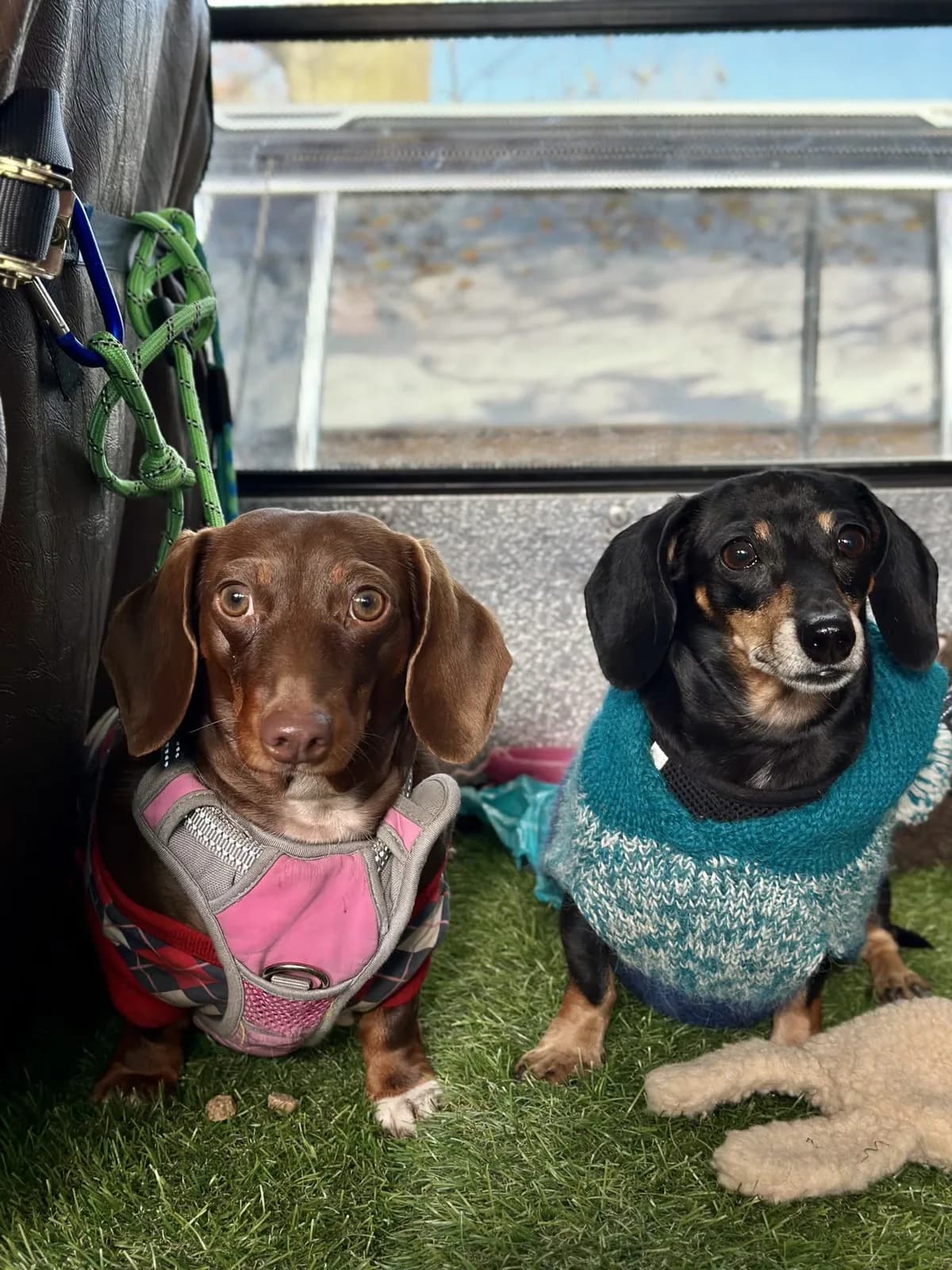 Brooklyn dog camp day photo from Woof & Move doggy bus 103