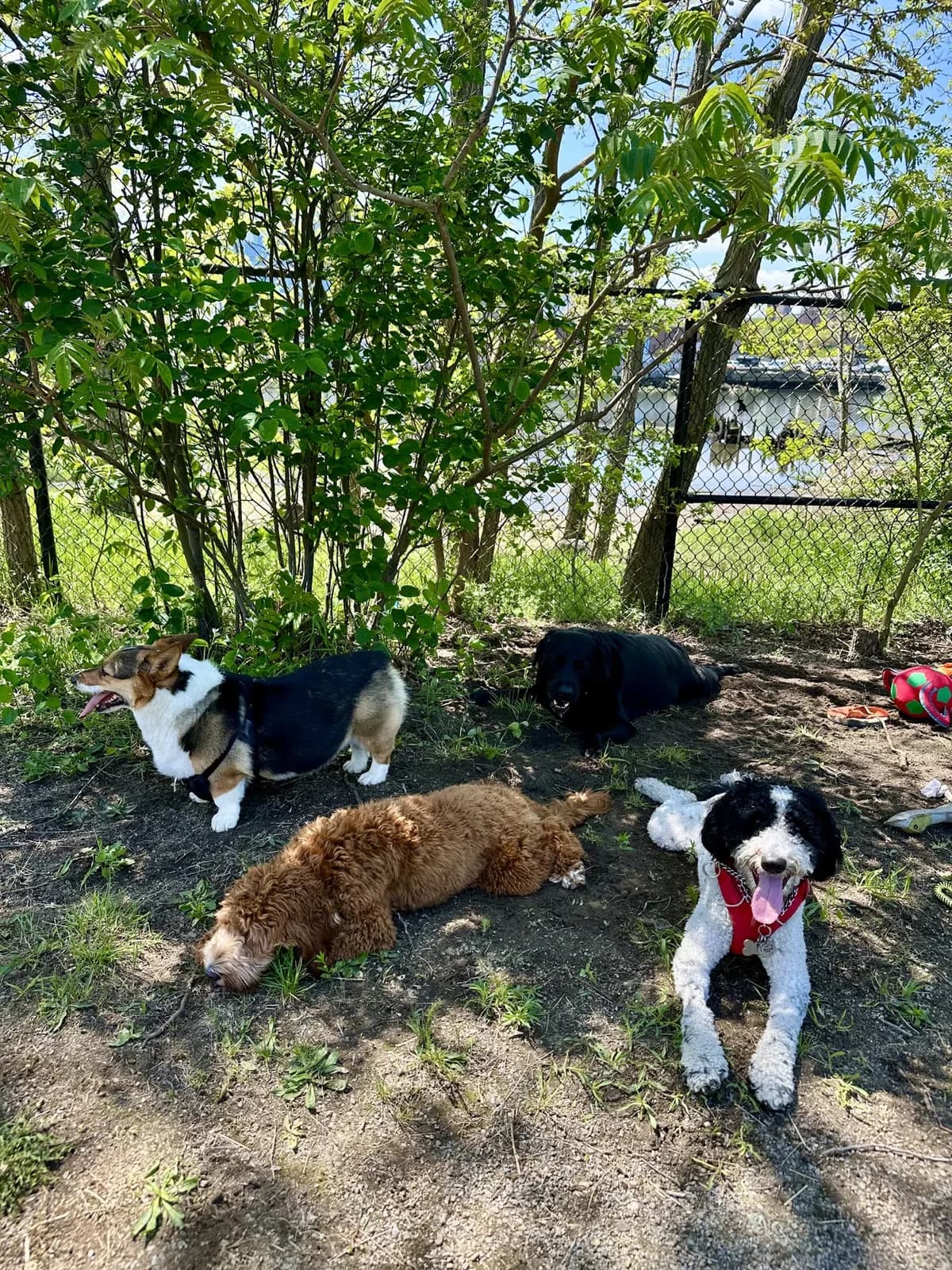 Brooklyn dog camp day photo from Woof & Move doggy bus 80