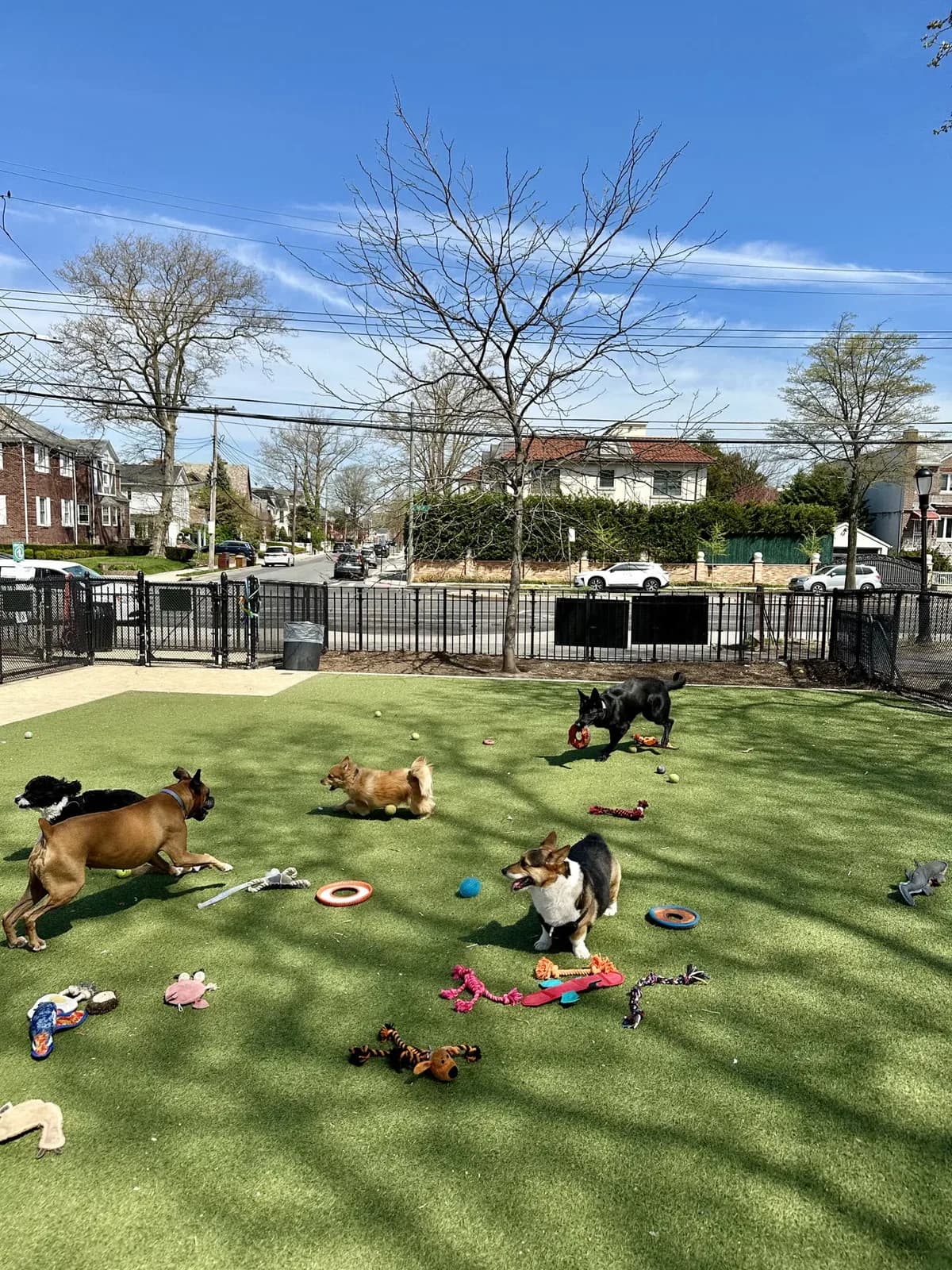Brooklyn dog camp day photo from Woof & Move doggy bus 57