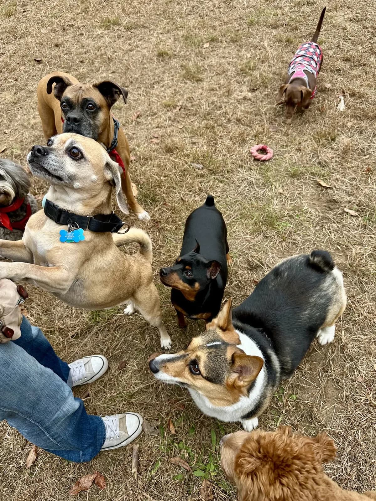 Brooklyn dog camp day photo from Woof & Move doggy bus 105
