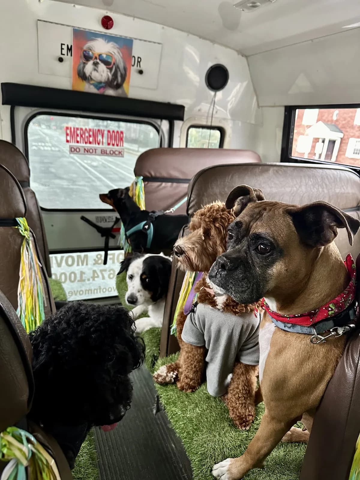 Brooklyn dog camp day photo from Woof & Move doggy bus 43
