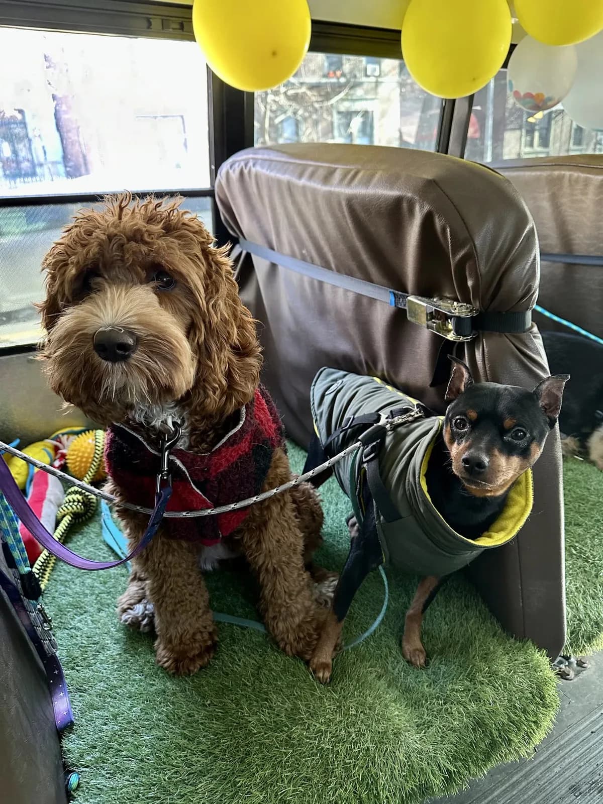 Brooklyn dog camp day photo from Woof & Move doggy bus 139