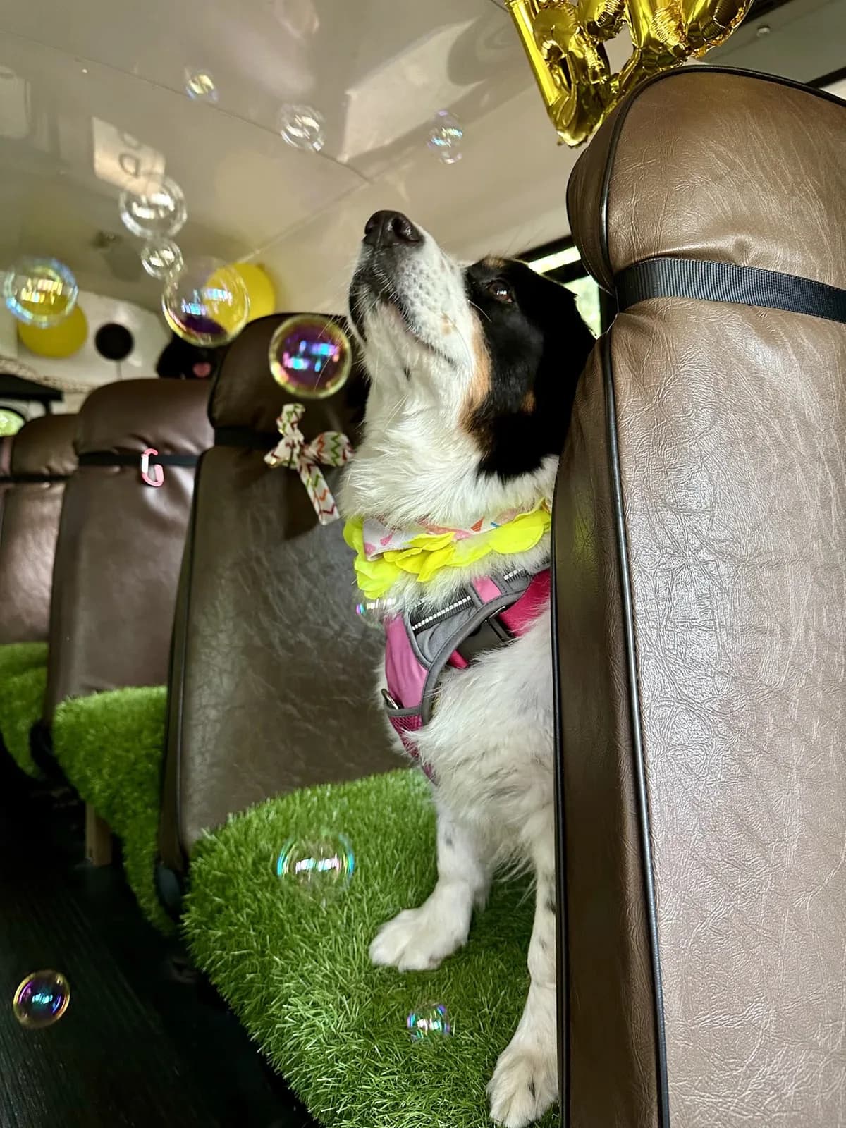 Brooklyn dog camp day photo from Woof & Move doggy bus 141