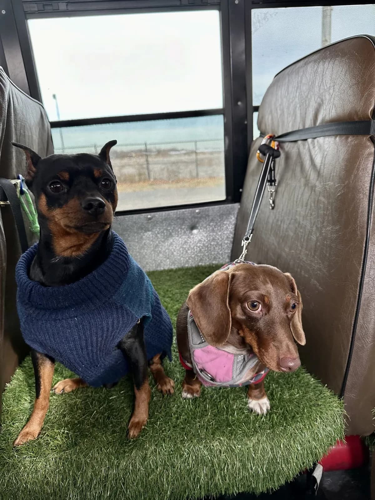 Brooklyn dog camp day photo from Woof & Move doggy bus 74