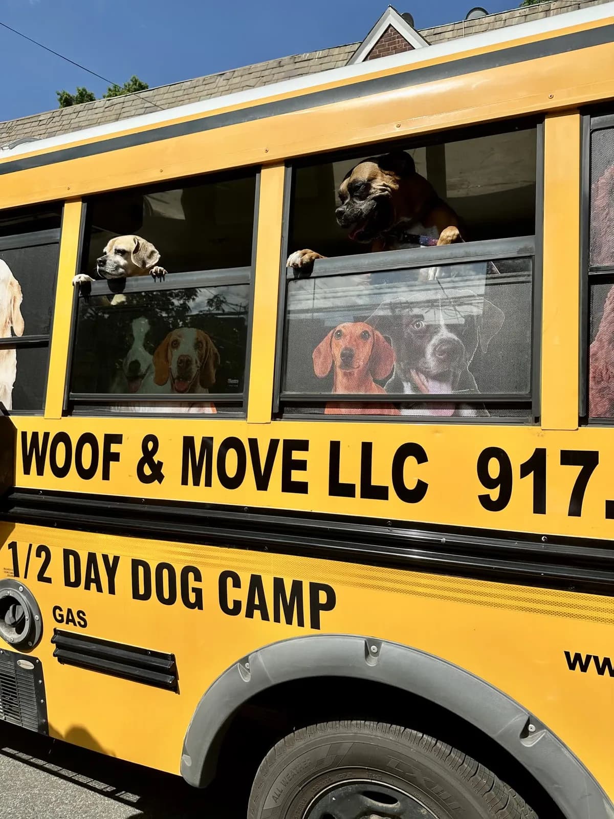 Brooklyn dog camp day photo from Woof & Move doggy bus 30