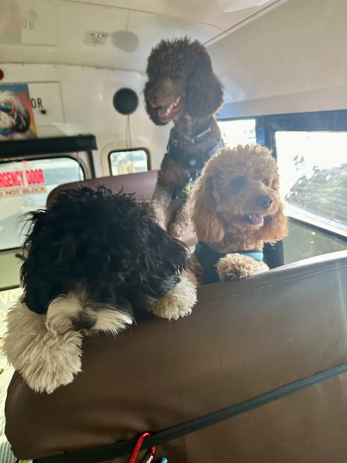 Brooklyn dog camp day photo from Woof & Move doggy bus 25
