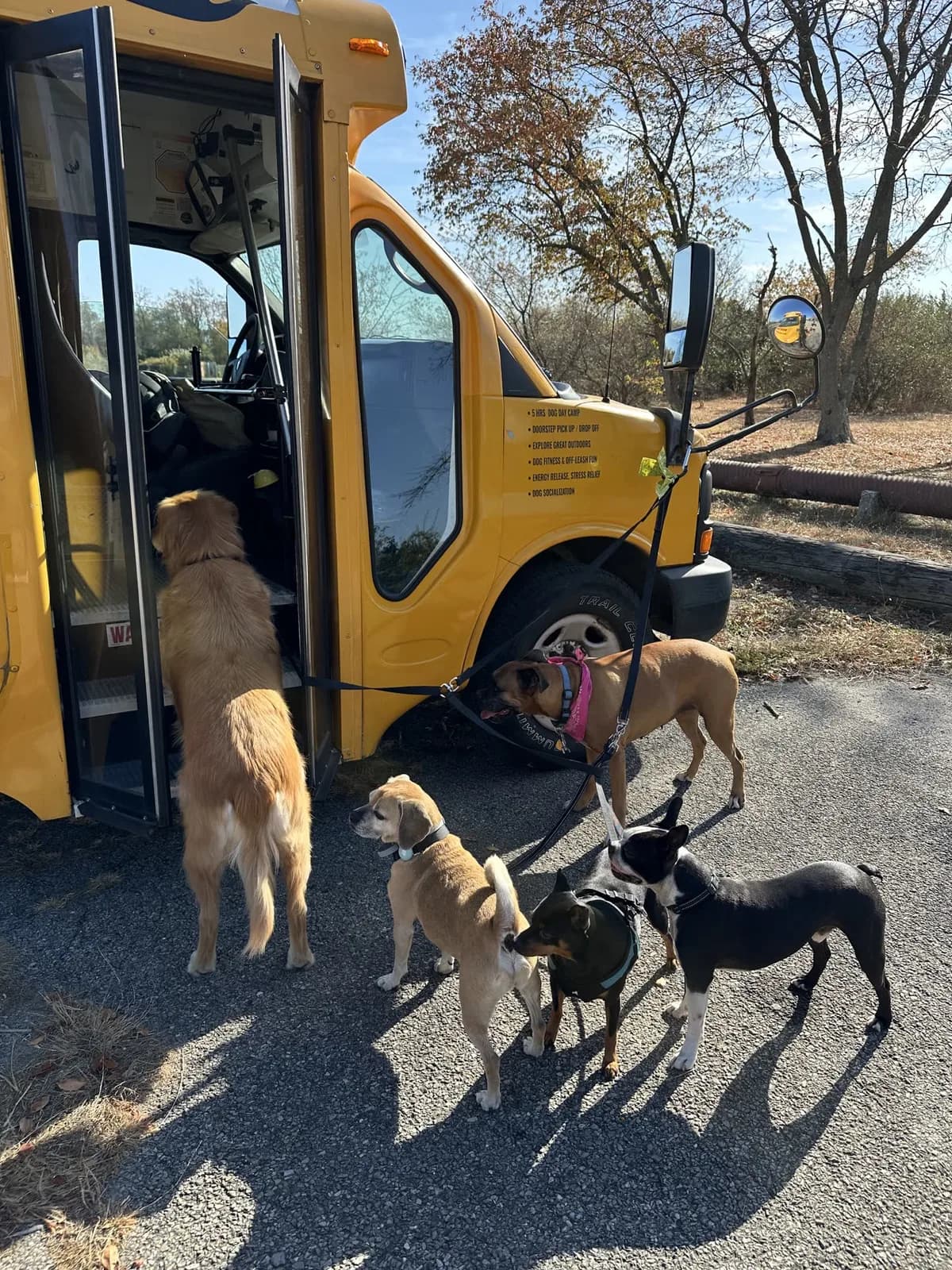 Brooklyn dog camp day photo from Woof & Move doggy bus 51