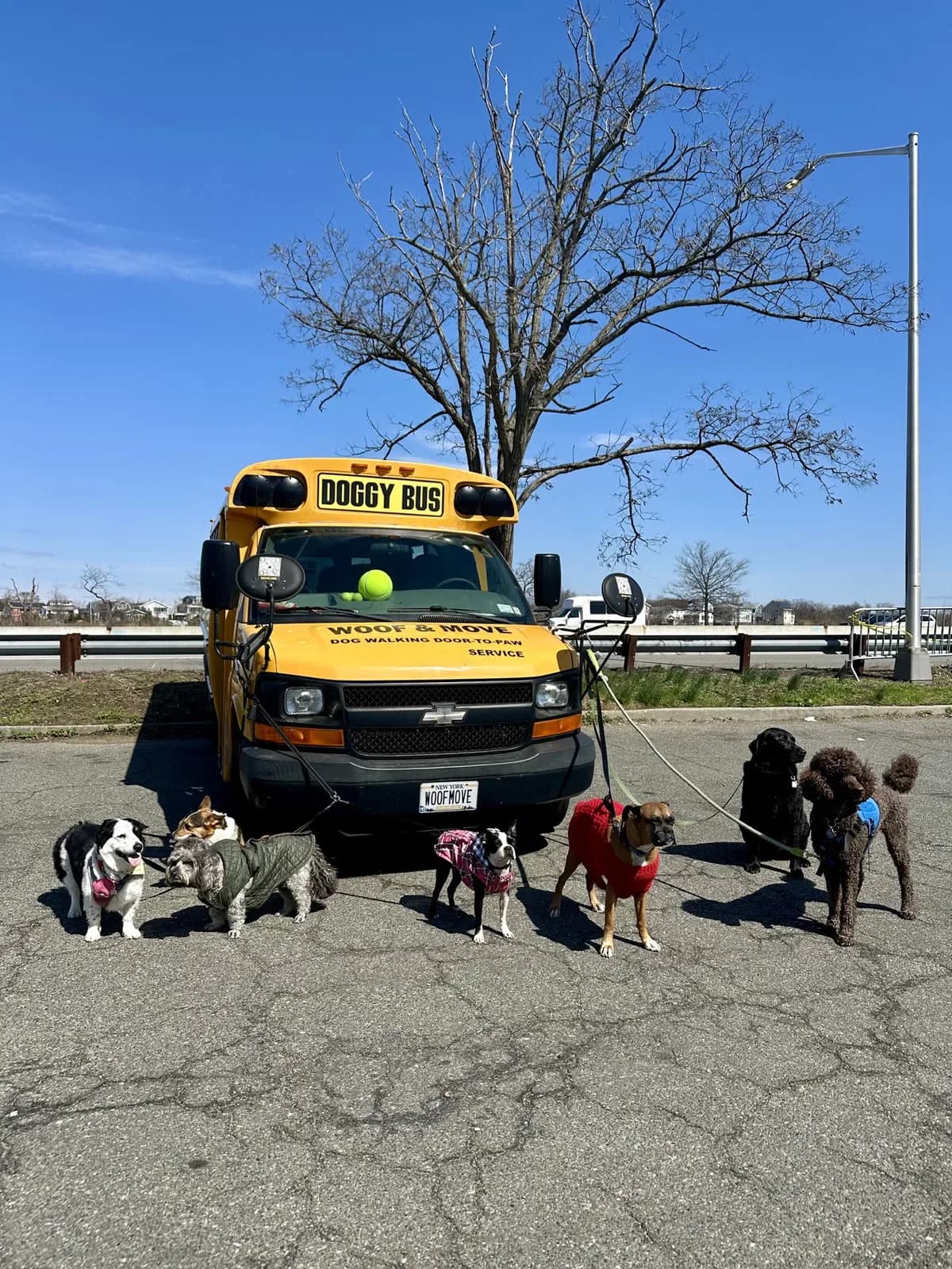 Brooklyn dog camp day photo from Woof & Move doggy bus 41