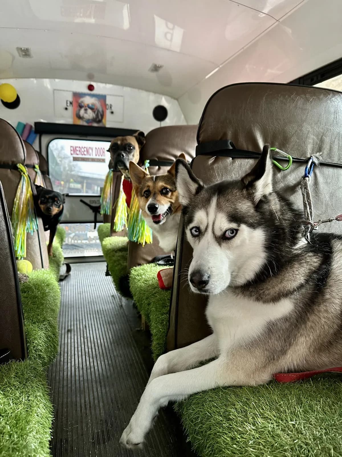 Brooklyn dog camp day photo from Woof & Move doggy bus 35