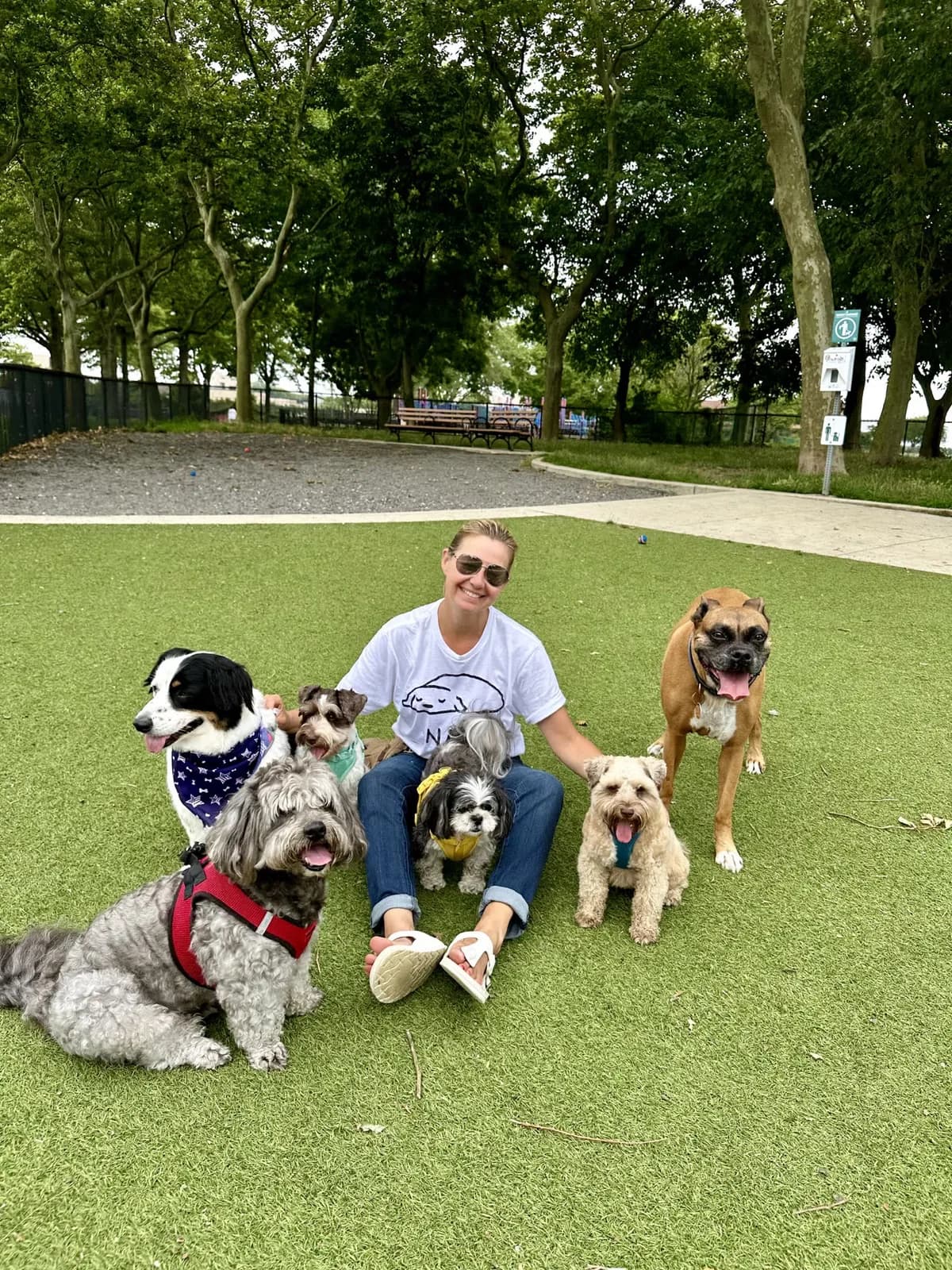 Brooklyn dog camp day photo from Woof & Move doggy bus 108