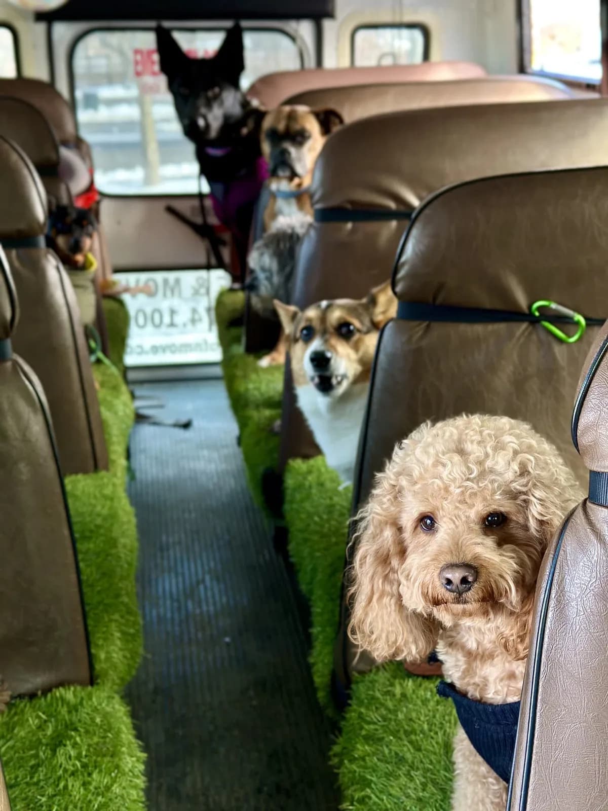 Brooklyn dog camp day photo from Woof & Move doggy bus 170
