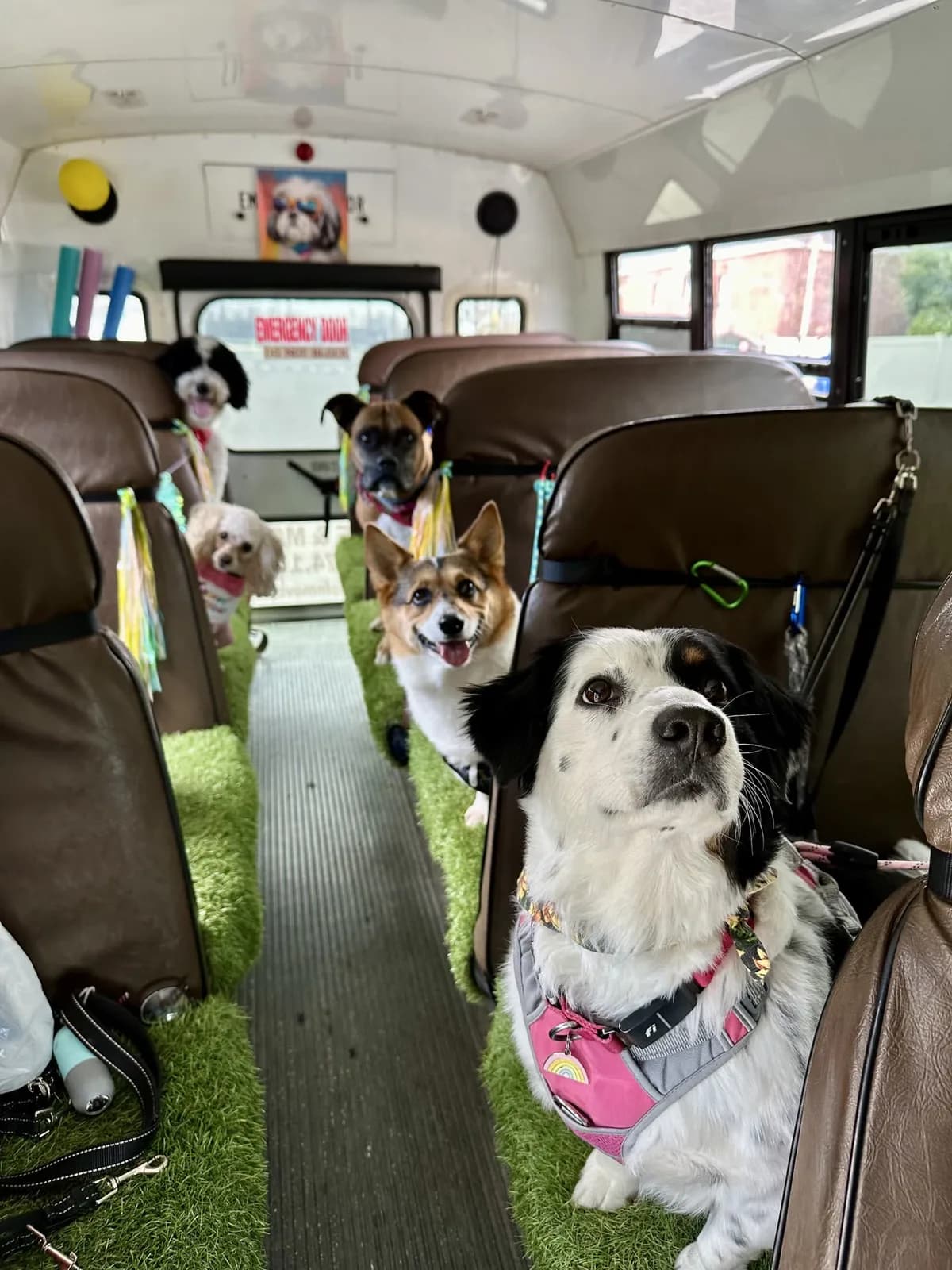 Brooklyn dog camp day photo from Woof & Move doggy bus 34