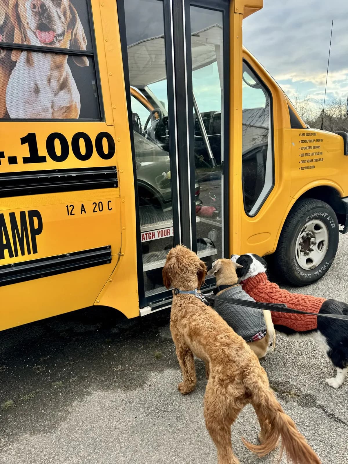 Brooklyn dog camp day photo from Woof & Move doggy bus 37