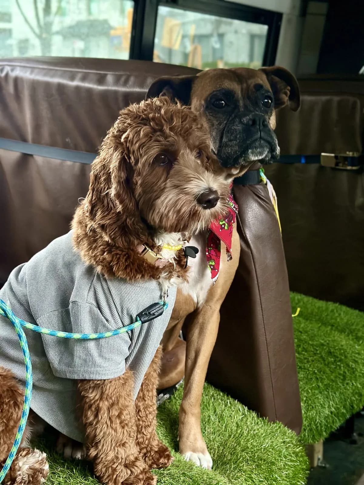 Brooklyn dog camp day photo from Woof & Move doggy bus 42
