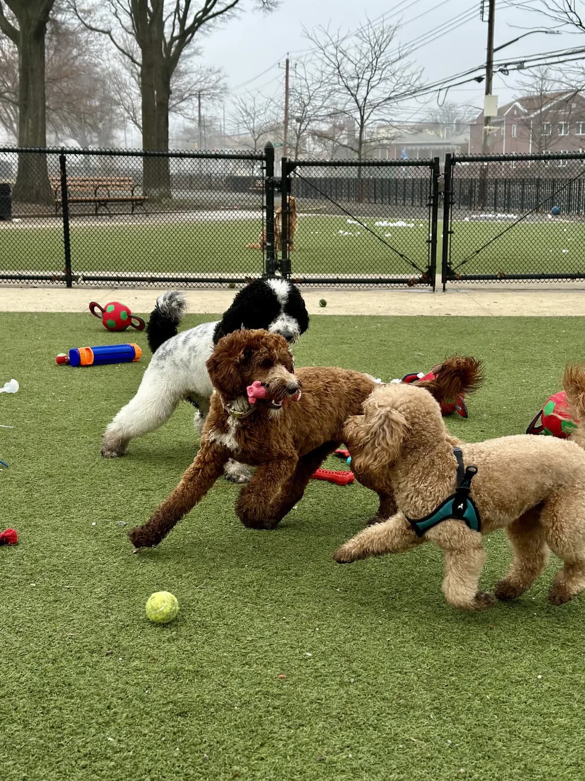 Brooklyn dog camp day photo from Woof & Move doggy bus 20