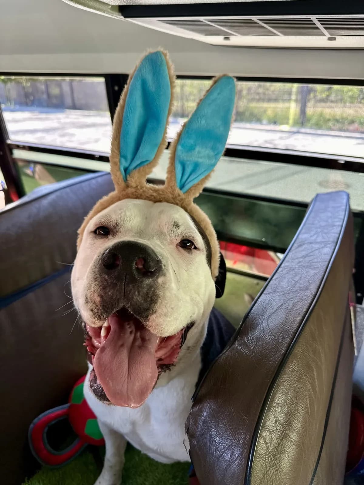 Brooklyn dog camp day photo from Woof & Move doggy bus 68