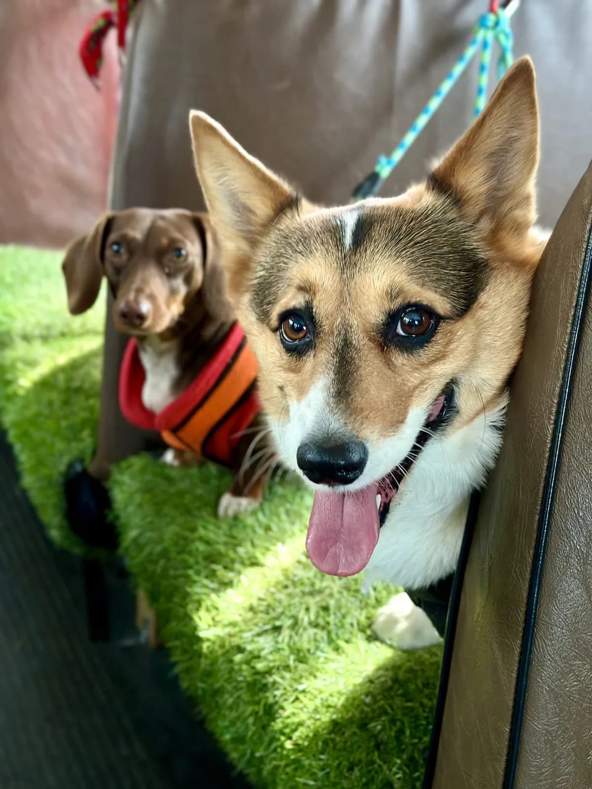 Brooklyn dog camp day photo from Woof & Move doggy bus 11