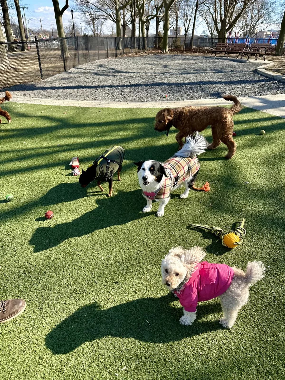 Brooklyn dog camp day photo from Woof & Move doggy bus 167