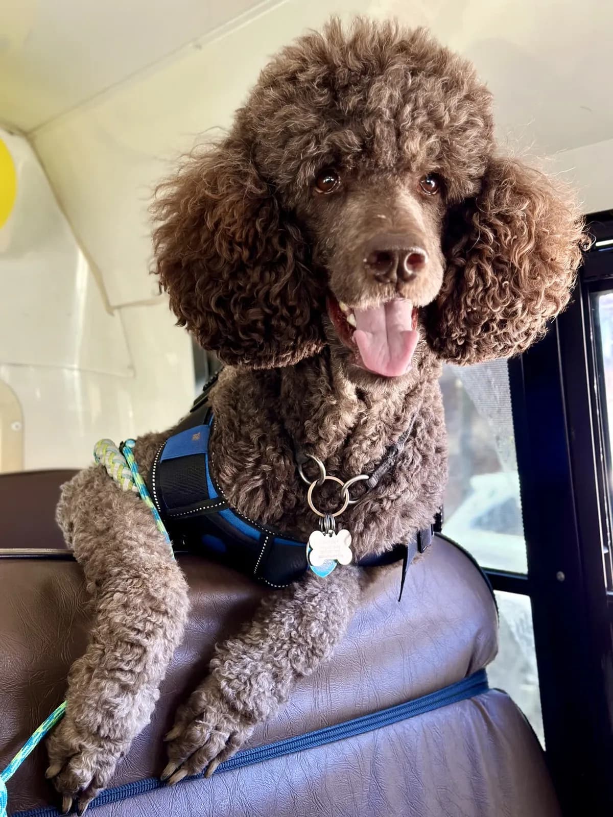 Brooklyn dog camp day photo from Woof & Move doggy bus 15