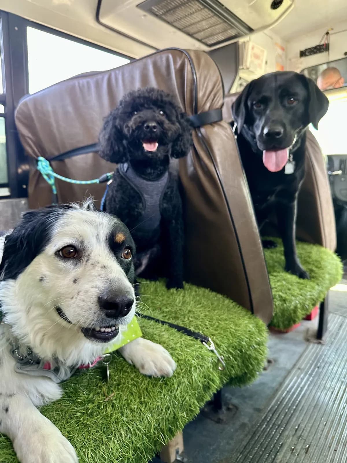 Brooklyn dog camp day photo from Woof & Move doggy bus 53