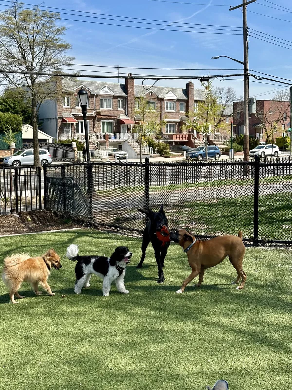 Brooklyn dog camp day photo from Woof & Move doggy bus 58