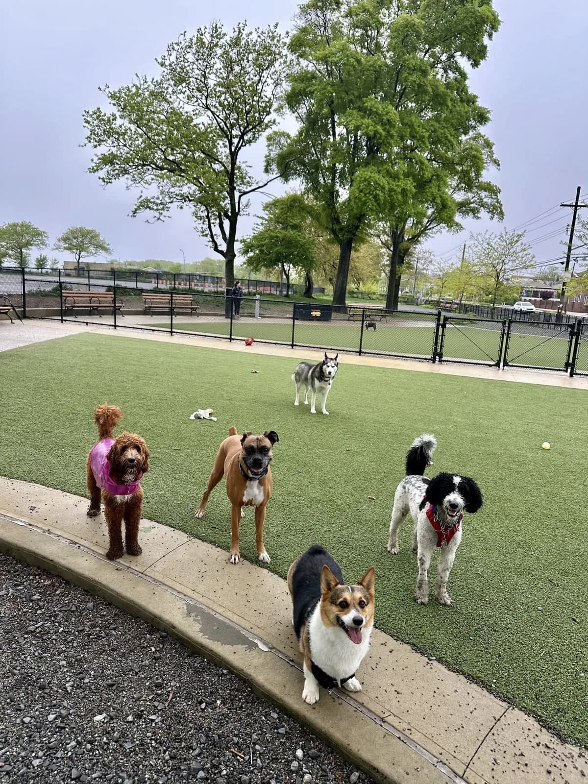 Brooklyn dog camp day photo from Woof & Move doggy bus 75