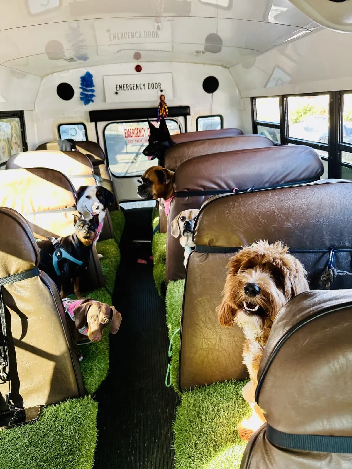 Brooklyn dog camp day photo from Woof & Move doggy bus 33