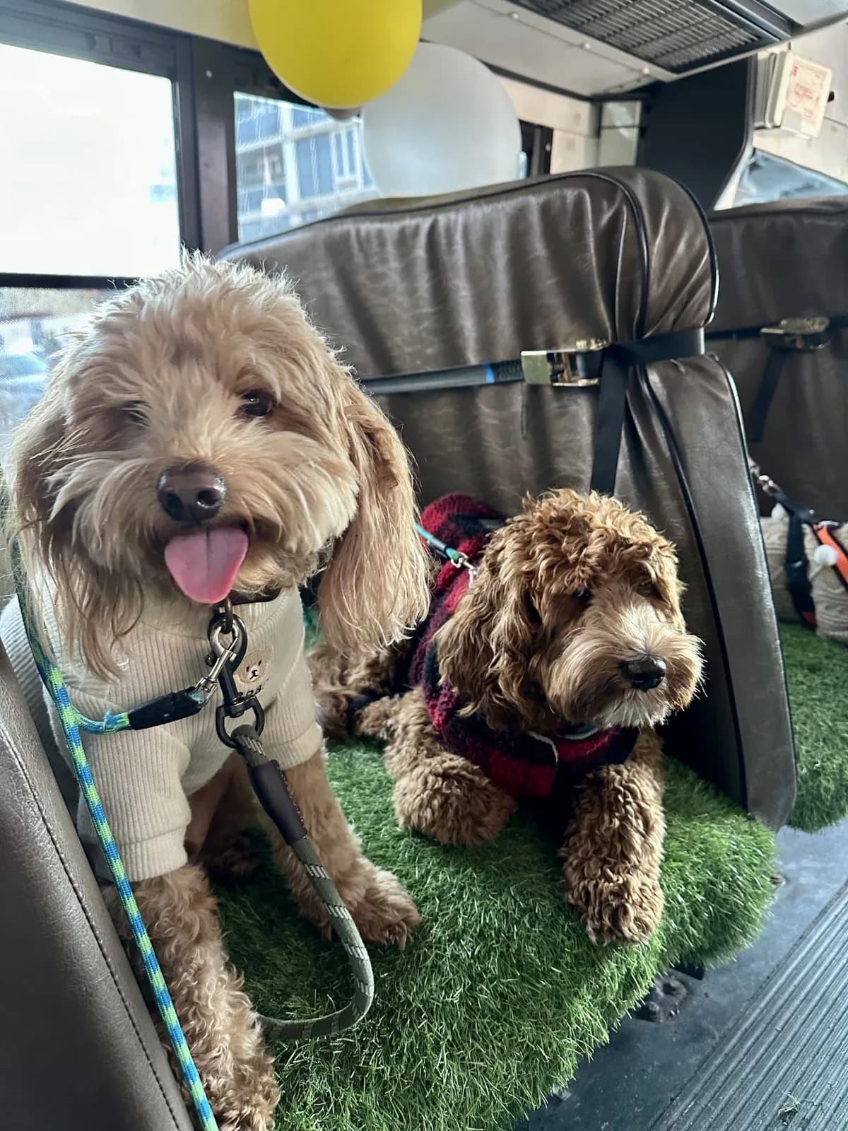 Brooklyn dog camp day photo from Woof & Move doggy bus 146