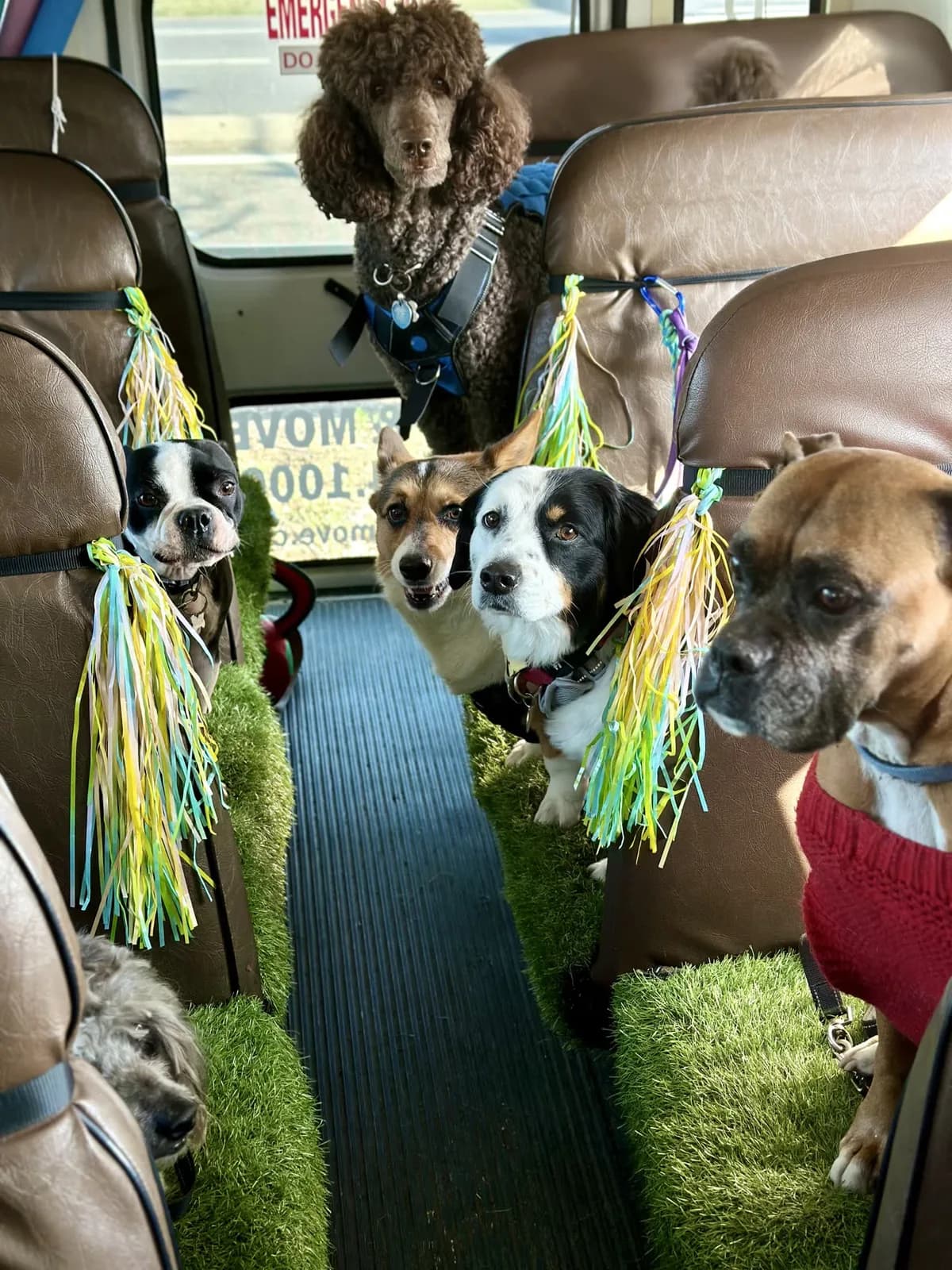 Brooklyn dog camp day photo from Woof & Move doggy bus 38