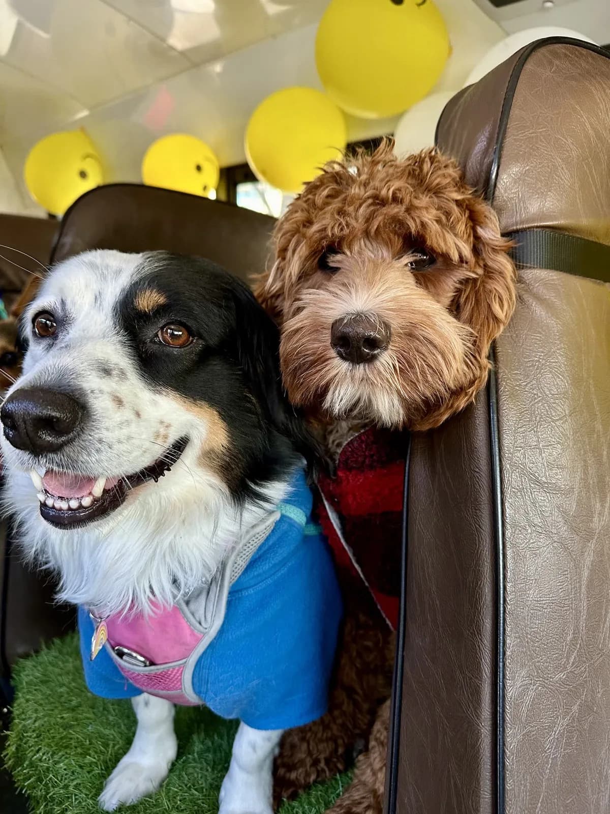 Brooklyn dog camp day photo from Woof & Move doggy bus 138
