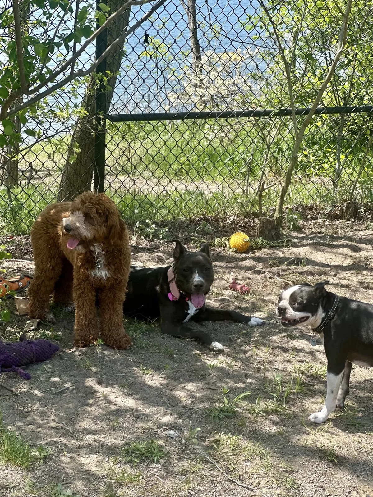 Brooklyn dog camp day photo from Woof & Move doggy bus 71