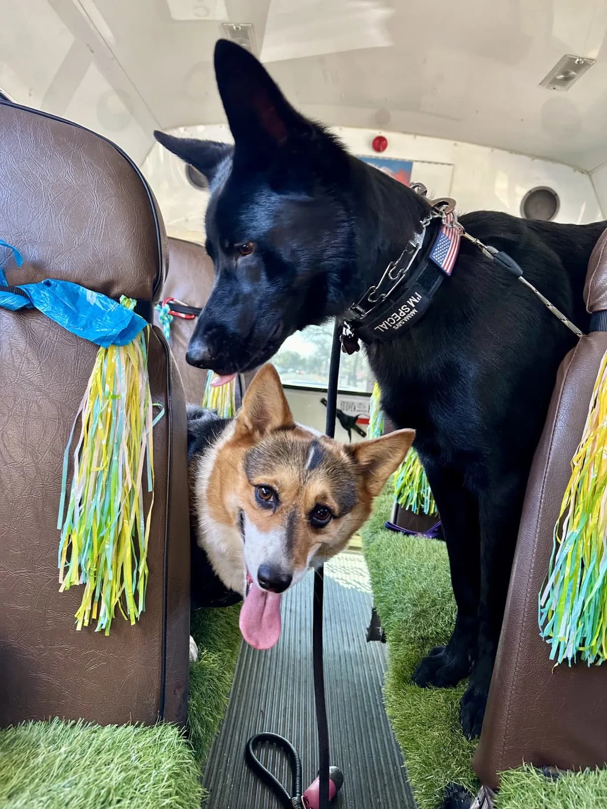Brooklyn dog camp day photo from Woof & Move doggy bus 55