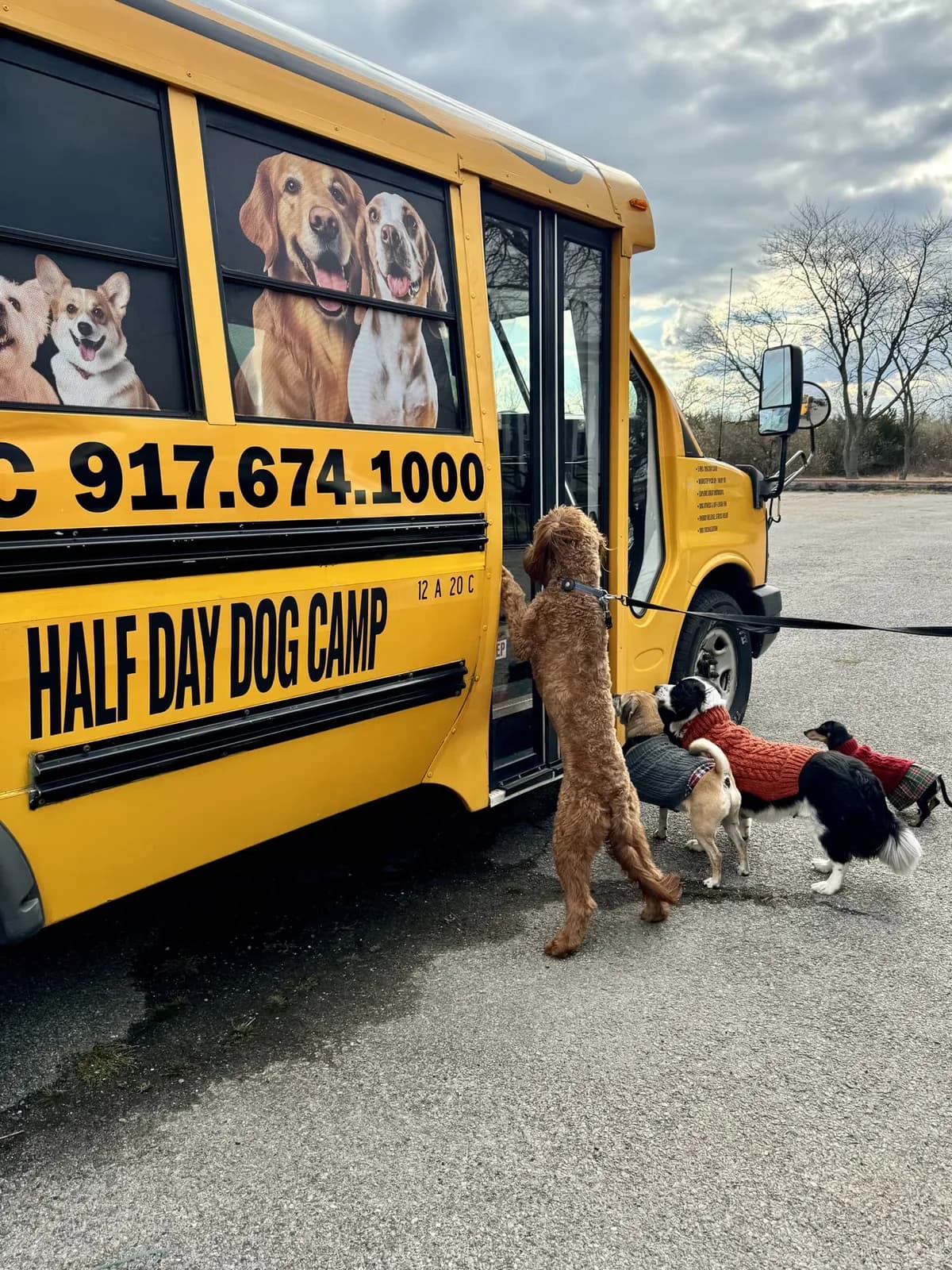 Brooklyn dog camp day photo from Woof & Move doggy bus 36