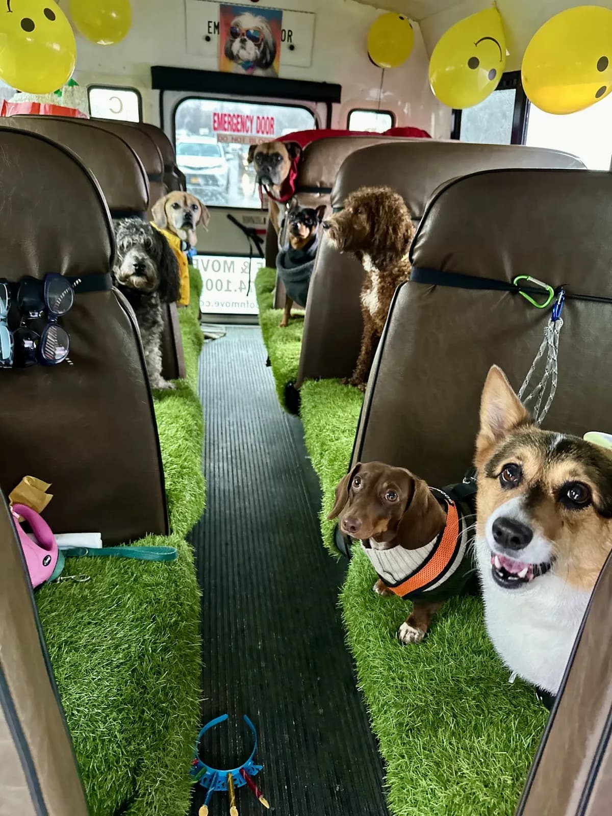 Brooklyn dog camp day photo from Woof & Move doggy bus 130