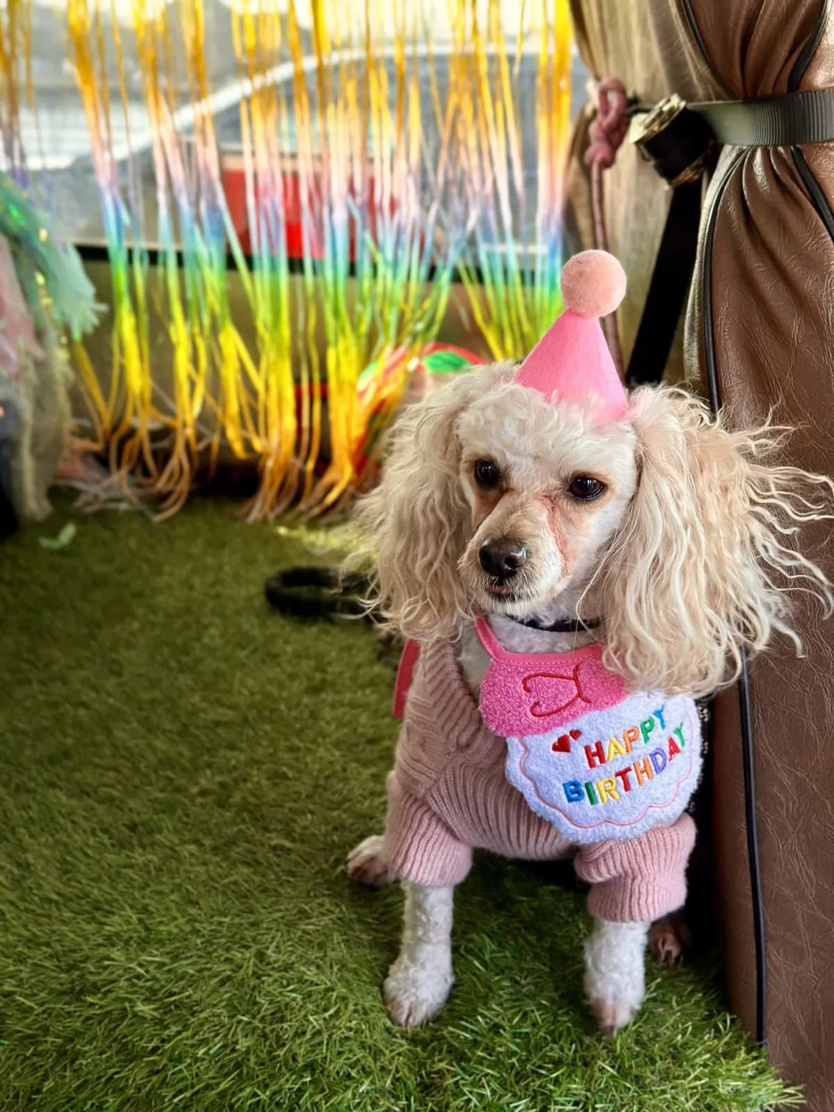 Brooklyn dog camp day photo from Woof & Move doggy bus 31