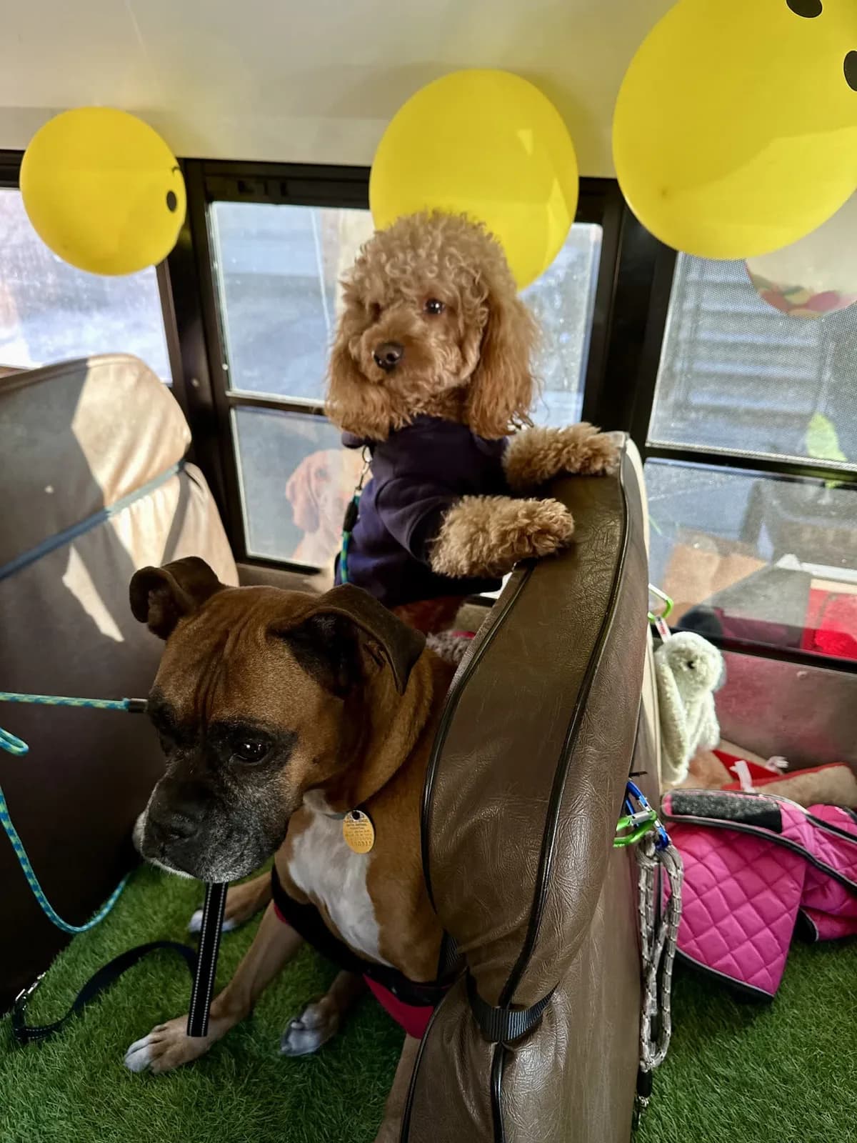 Brooklyn dog camp day photo from Woof & Move doggy bus 142