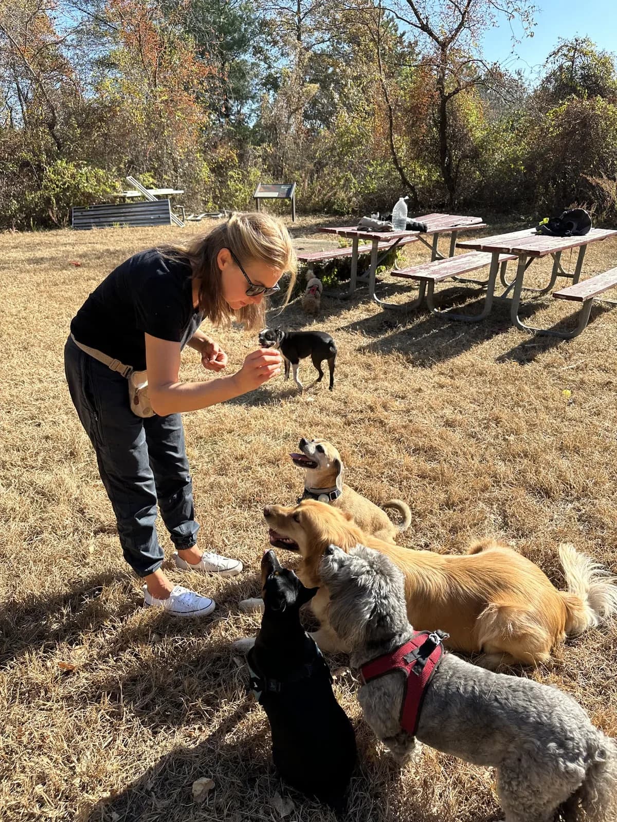 Brooklyn dog camp day photo from Woof & Move doggy bus 50
