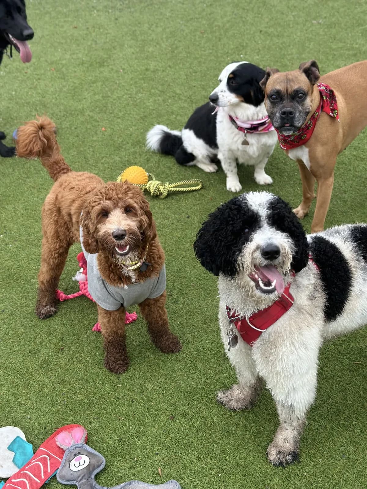 Brooklyn dog camp day photo from Woof & Move doggy bus 45