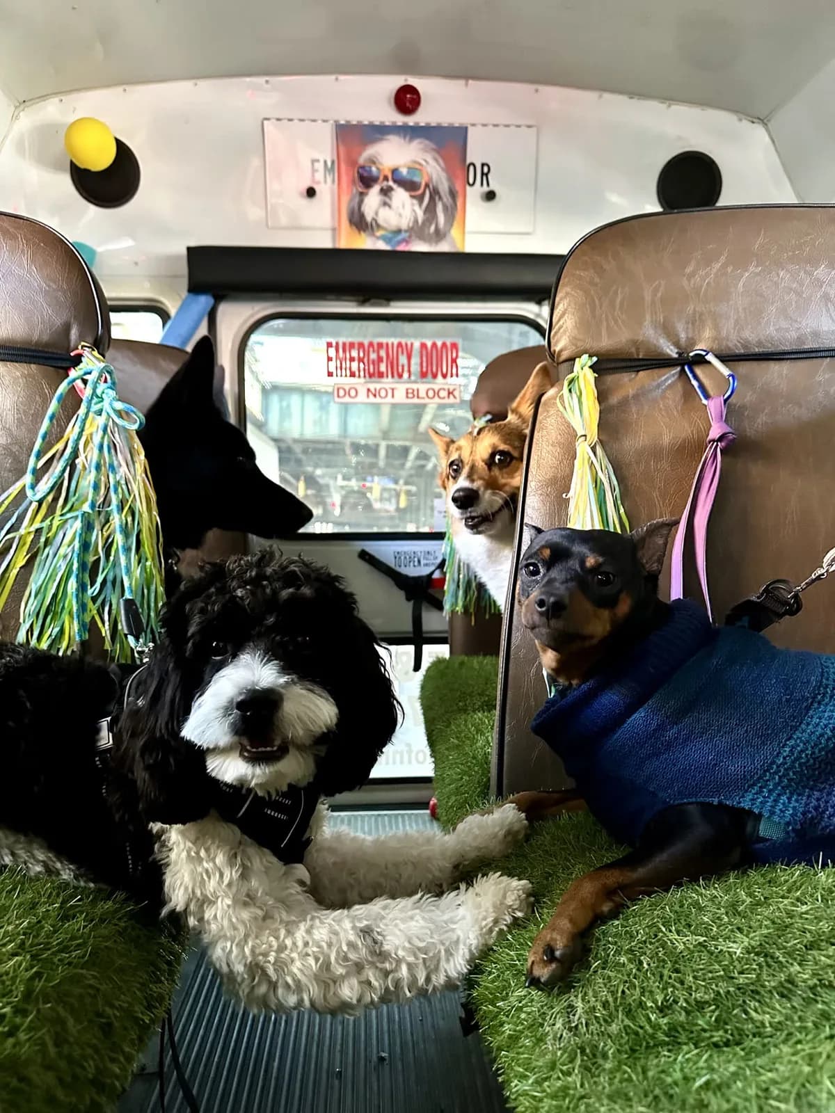 Brooklyn dog camp day photo from Woof & Move doggy bus 48