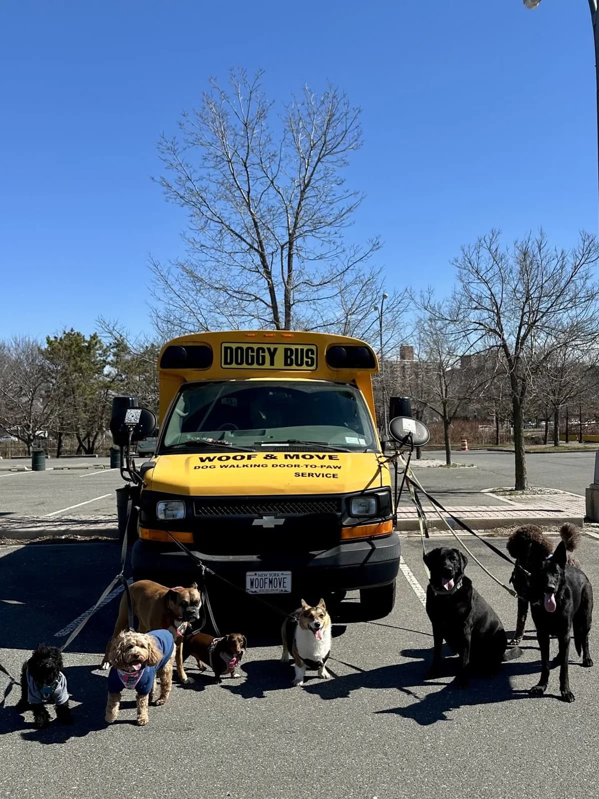 Brooklyn dog camp day photo from Woof & Move doggy bus 14