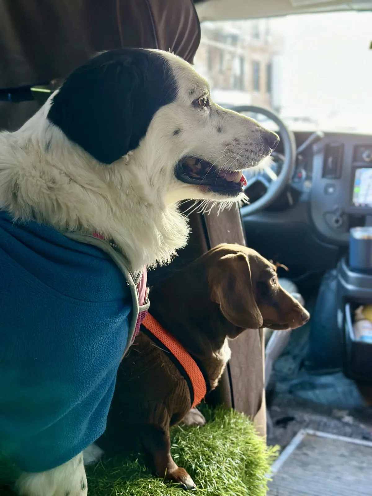 Brooklyn dog camp day photo from Woof & Move doggy bus 162