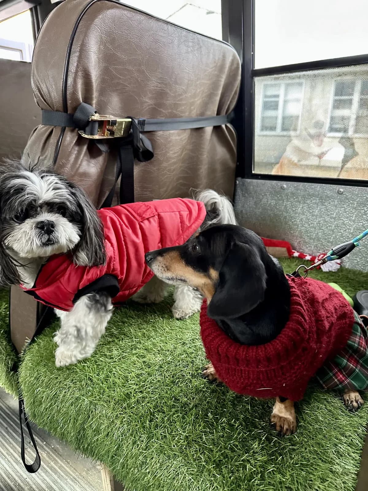 Brooklyn dog camp day photo from Woof & Move doggy bus 115
