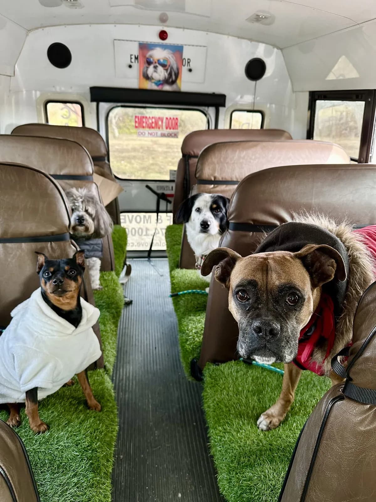 Brooklyn dog camp day photo from Woof & Move doggy bus 118