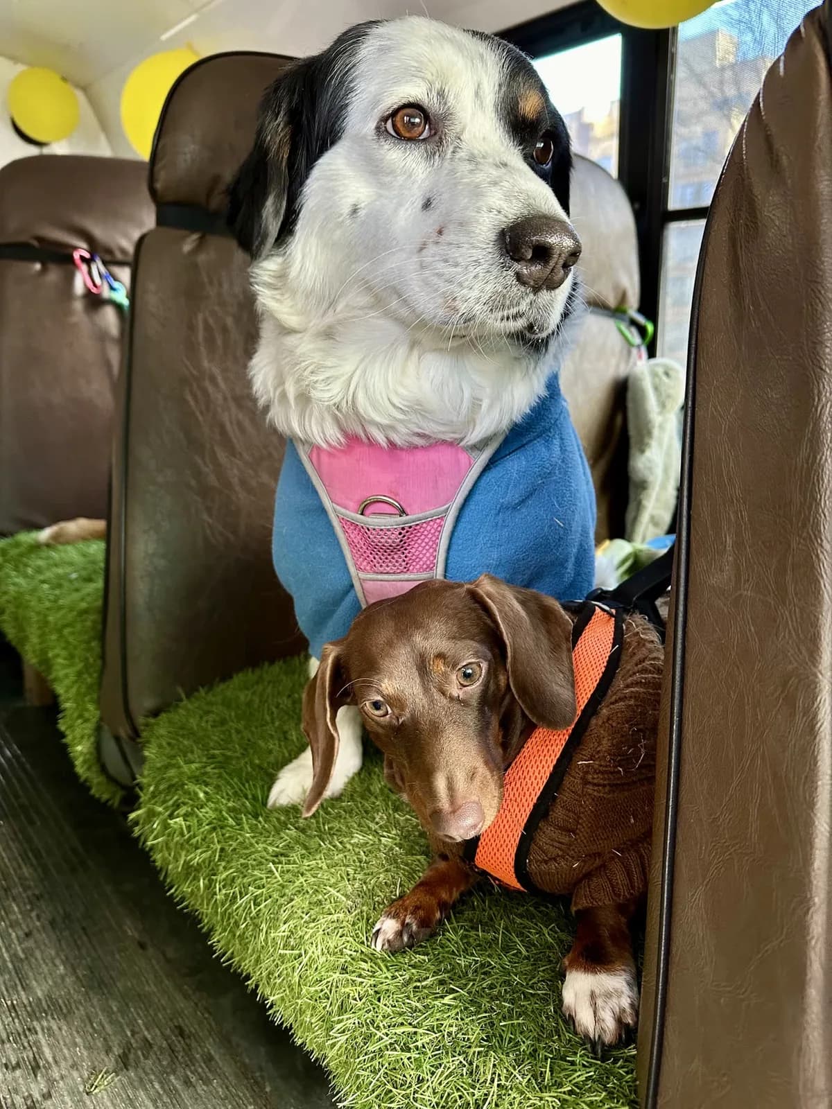 Brooklyn dog camp day photo from Woof & Move doggy bus 161